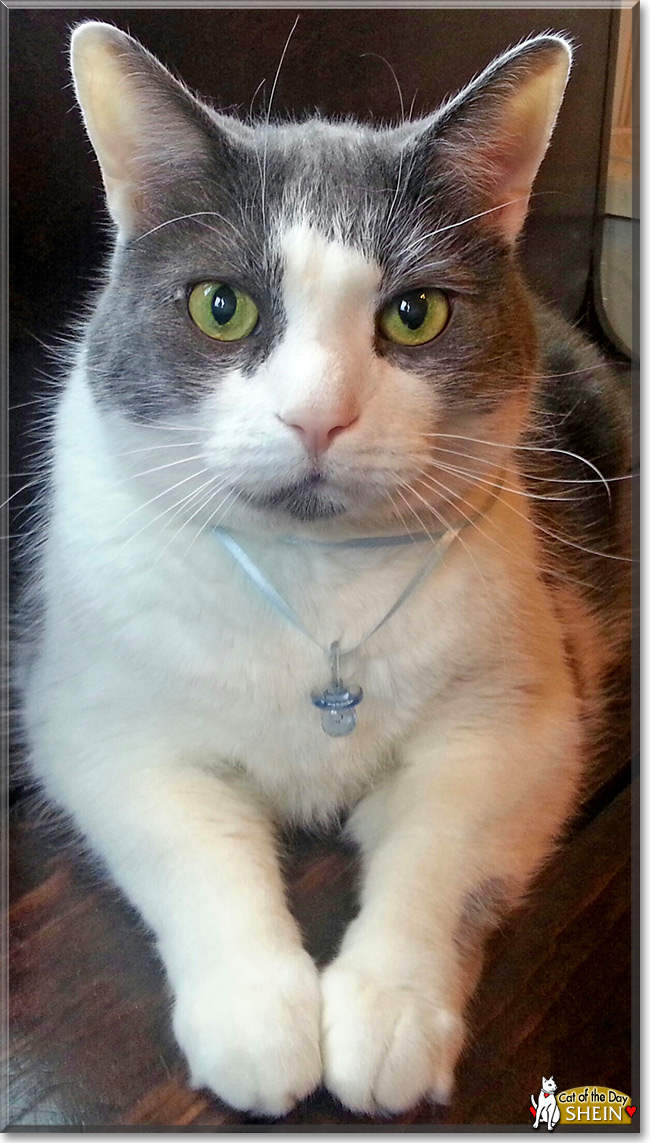 Shein Cat May 4, 2015