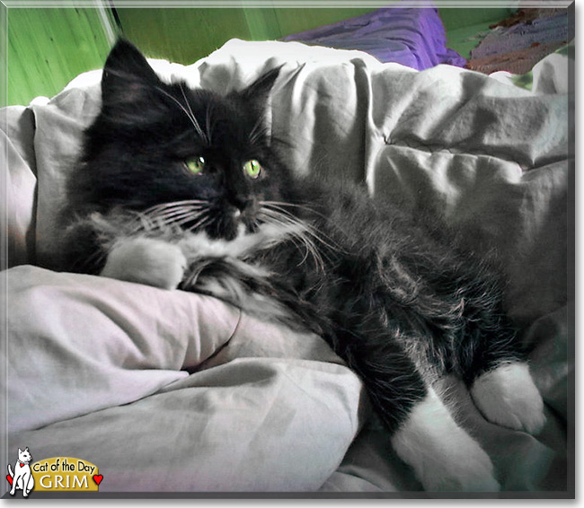 "Grim the Maine Coon/Persian mix" the Cat of the Day November 9, 2015