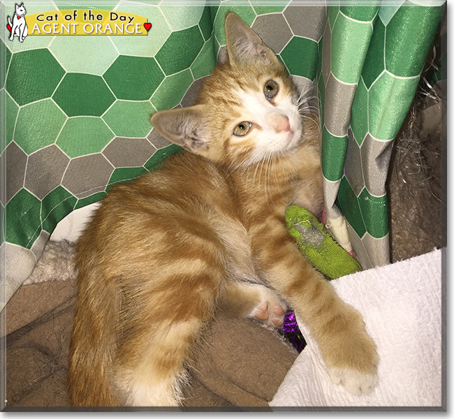 "Agent Orange the Orange Tiger" the Cat of the Day October 15, 2015