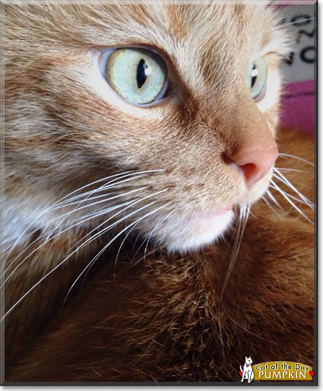 Pumpkin the Orange Mackerel Tabby, the Cat of the Day September 17, 2015