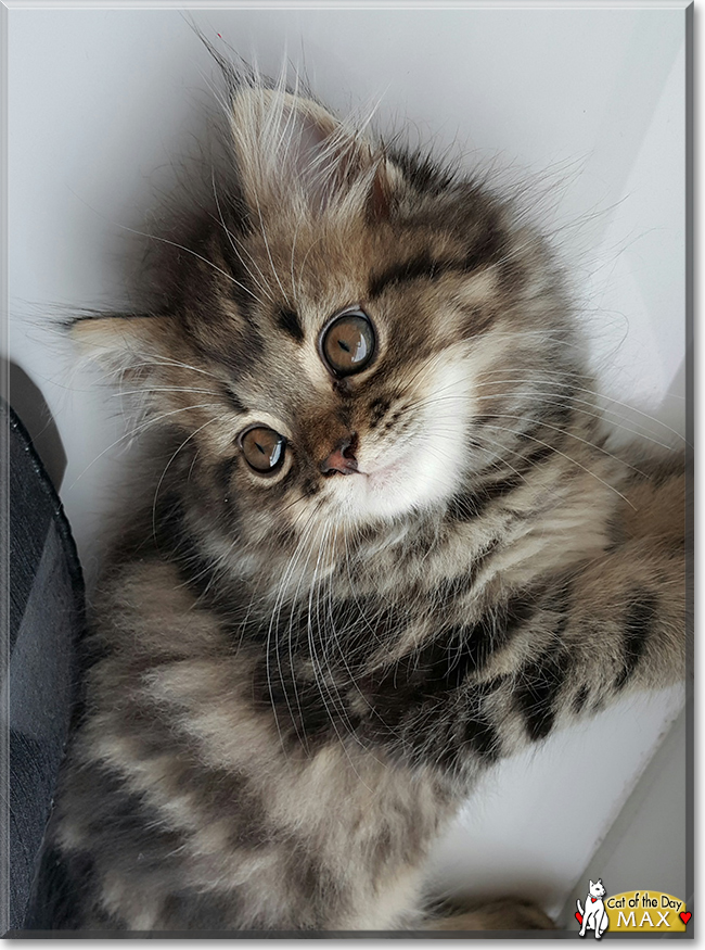 Maine coon tabby mix kitten filnkitchen