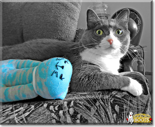 Boots Shorthair Cat October 28, 2016