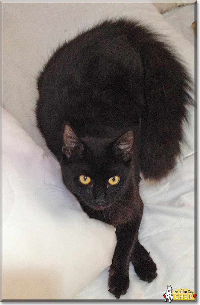 Cher Mediumhair Domestic Cat November 4, 2017