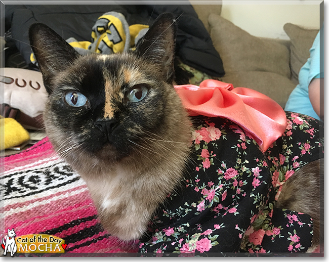 Mocha Siamese, Calico mix January 16, 2018