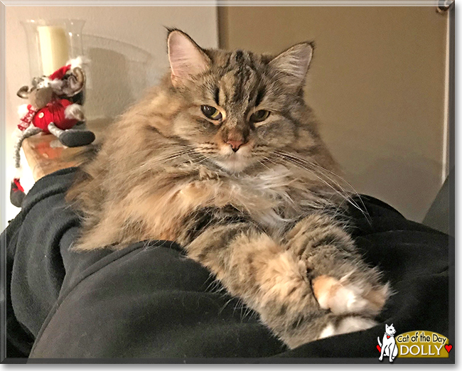 Dolly Maine Coon, Ragdoll mix March 5, 2019