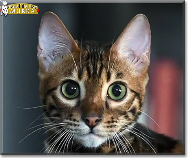 Murka Bengal December 5, 2020