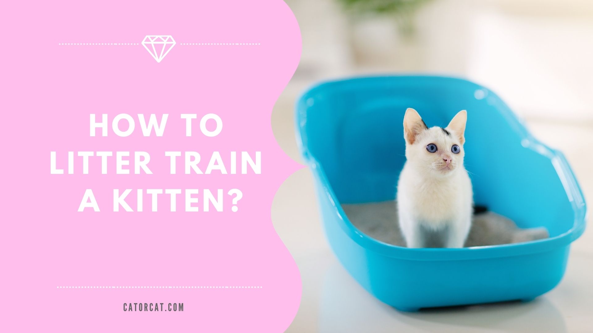 How To Litter Train a Kitten 7 Easy Steps You Must Try Fastest Way