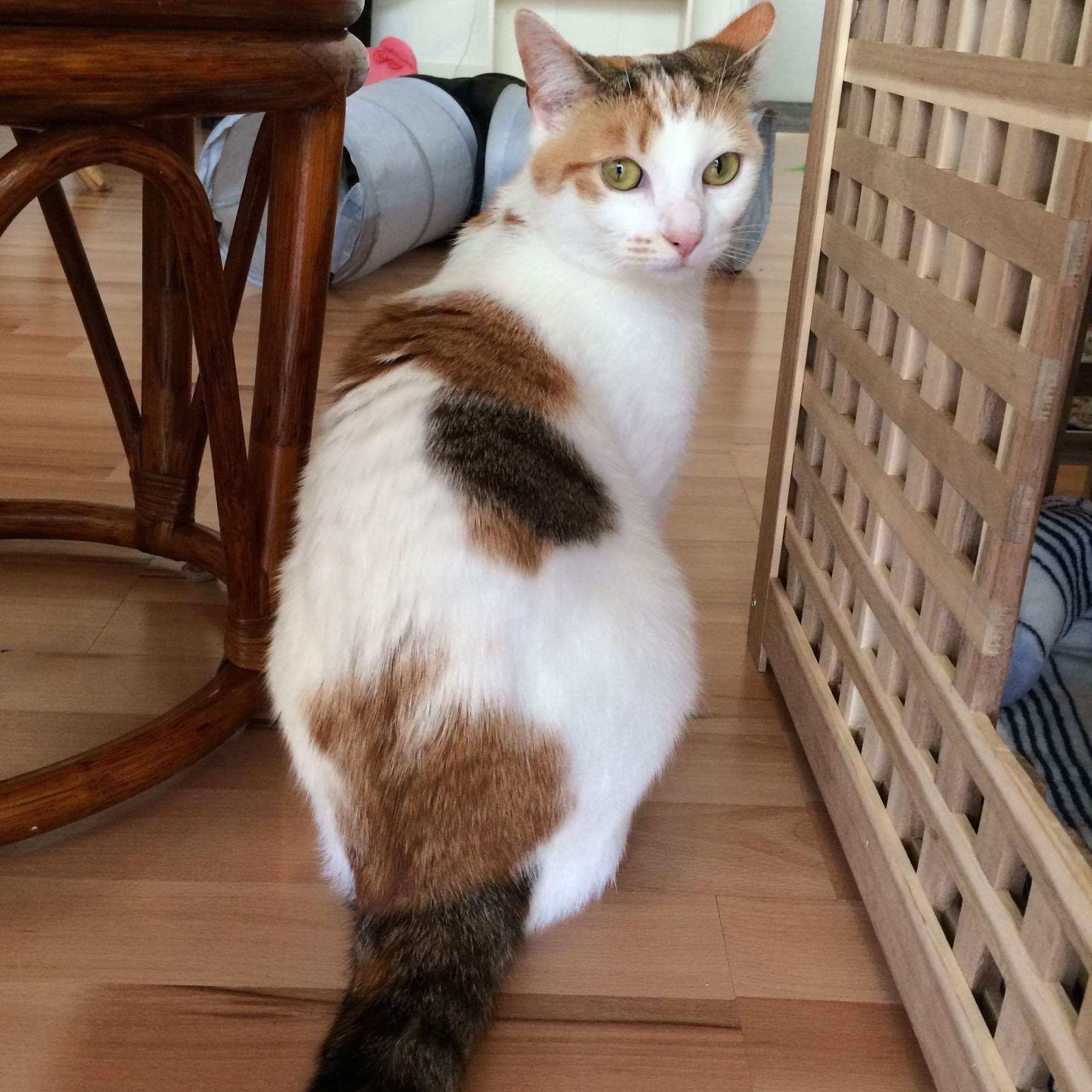 CatPawCino Cat Café Newcastle Catpawcino Cat Cafe Newcastle