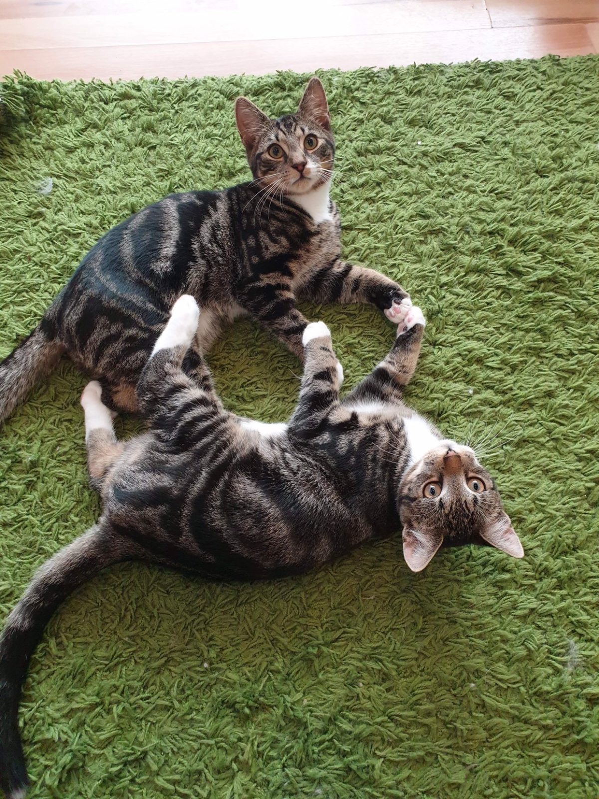 Toby Catpawcino Cat Cafe Newcastle
