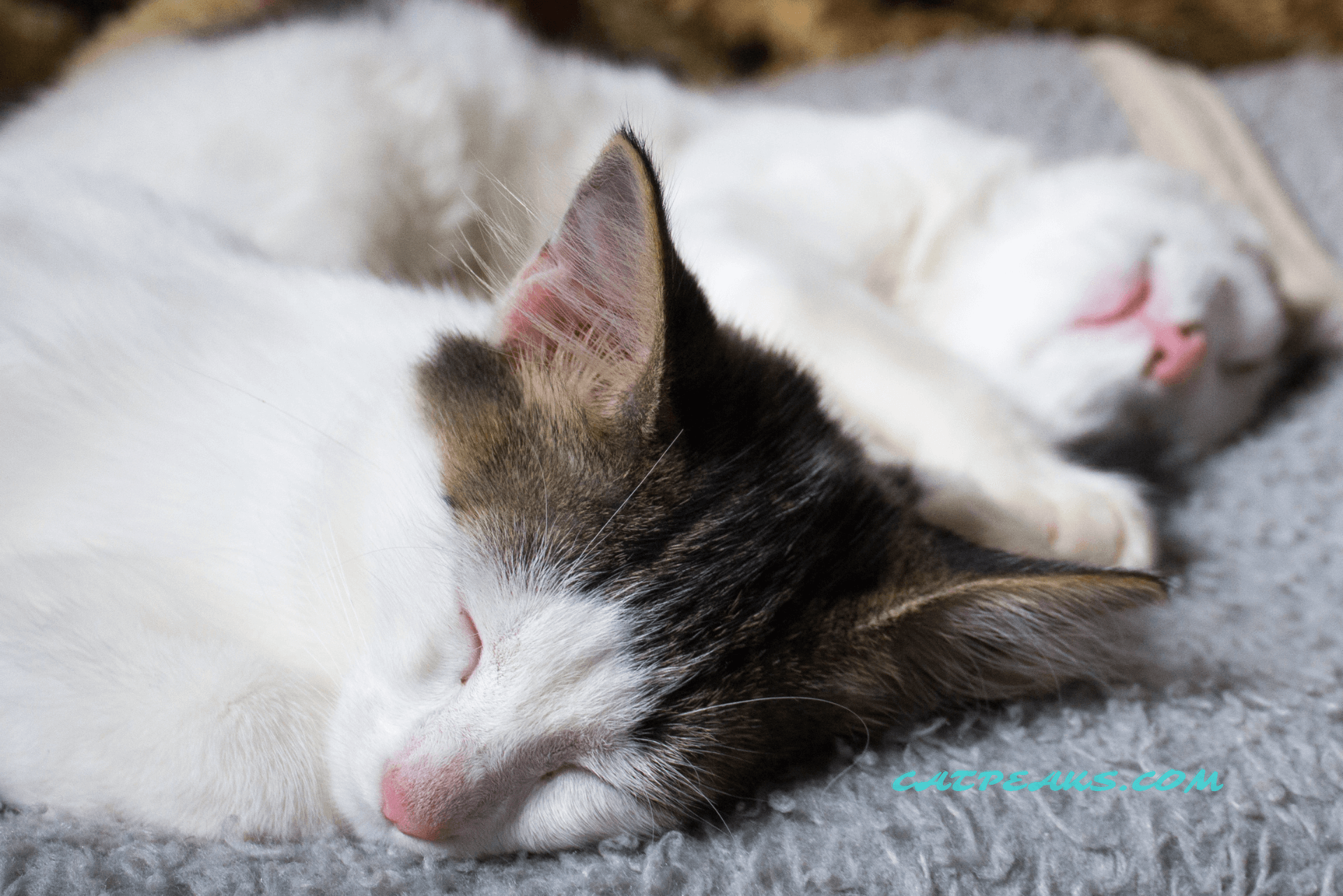 How Many Hours Do Cats Sleep? During the Day Catpeaks