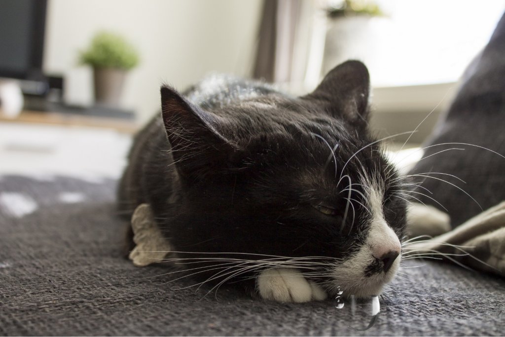 Why Do Cats Drool? The Facts You Must Know As A Cat Parent