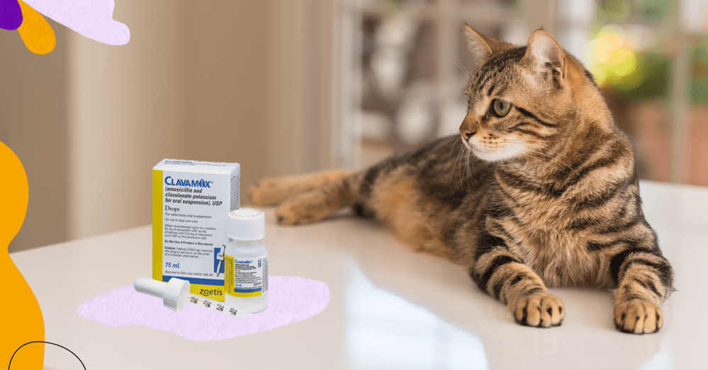 Clavamox for Cats: Every Cat Owner Must Know This - CatPeek