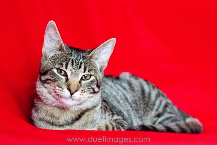 Purring Cat Photography Melbourne Cat Photographer Melbourne