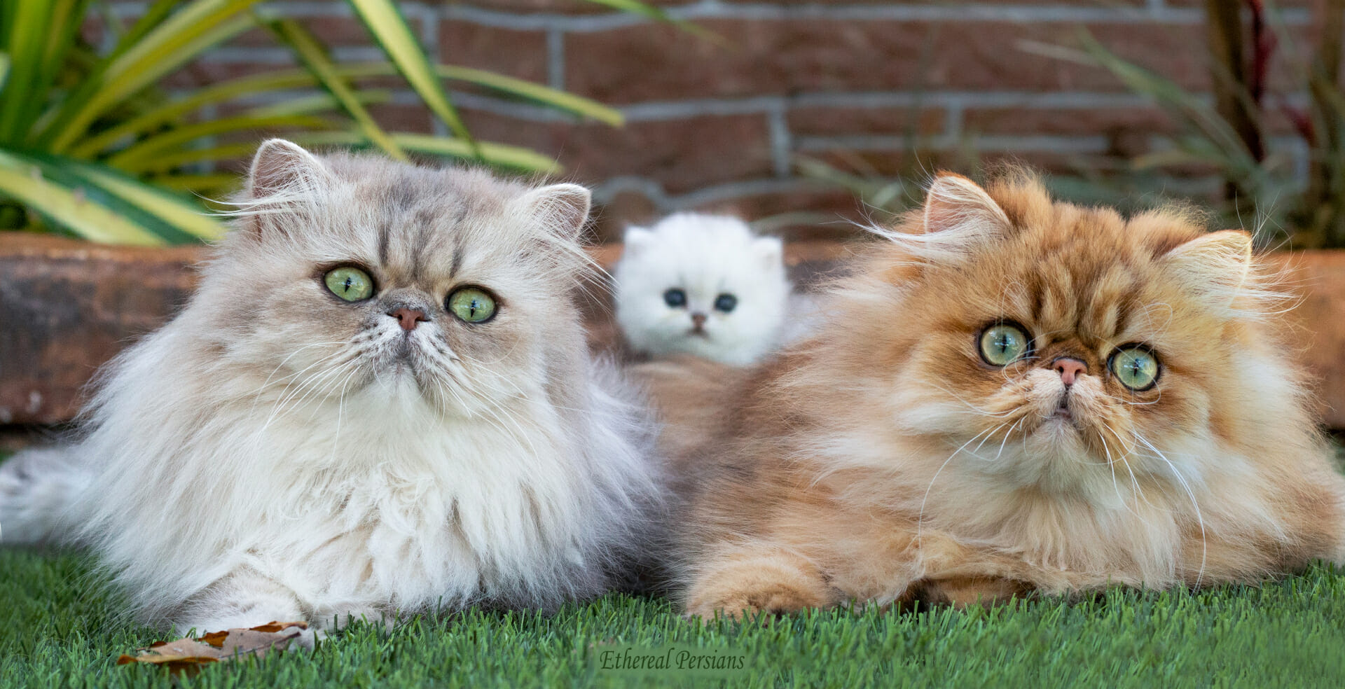 What Are The Different Types Of Persian Cats? Cat Queries