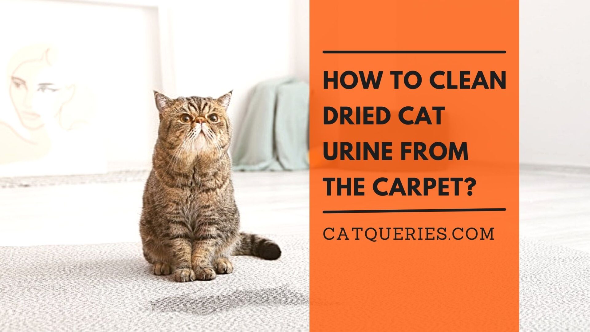 How to Clean Dried Cat Urine from Carpet? Cat Queries