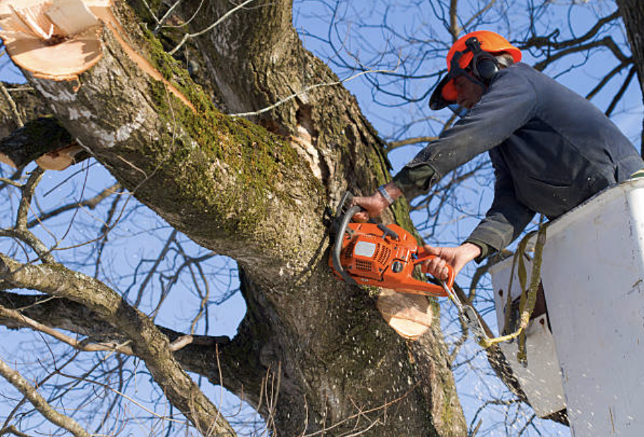 Tree Trimming & Pruning in California Certified Arborists CA Tree