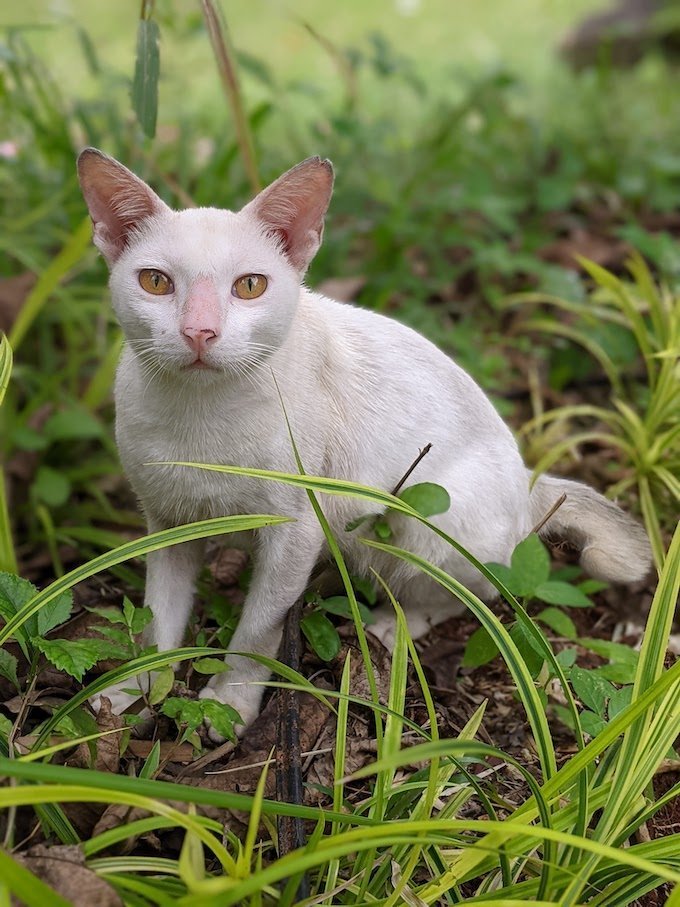 Getting Ready for Adoption Cat Rescue