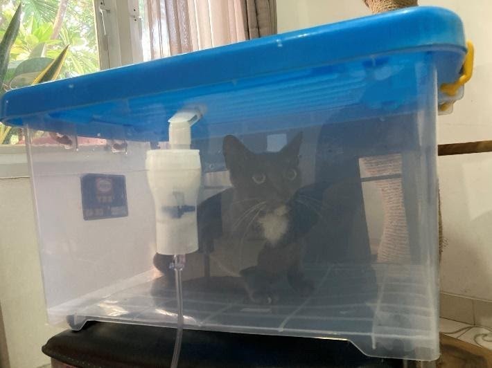 Cara Membuat Kotak Nebulizer Cat Rescue