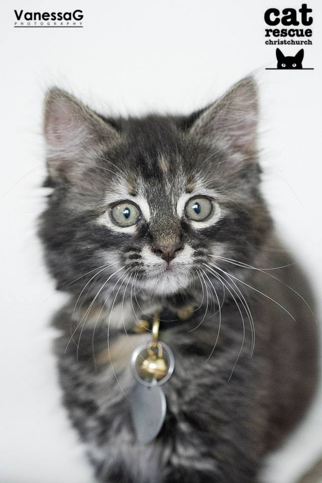 Cat Rescue Christchurch Charitable Trust desexing and rescuing stray cats since 2006