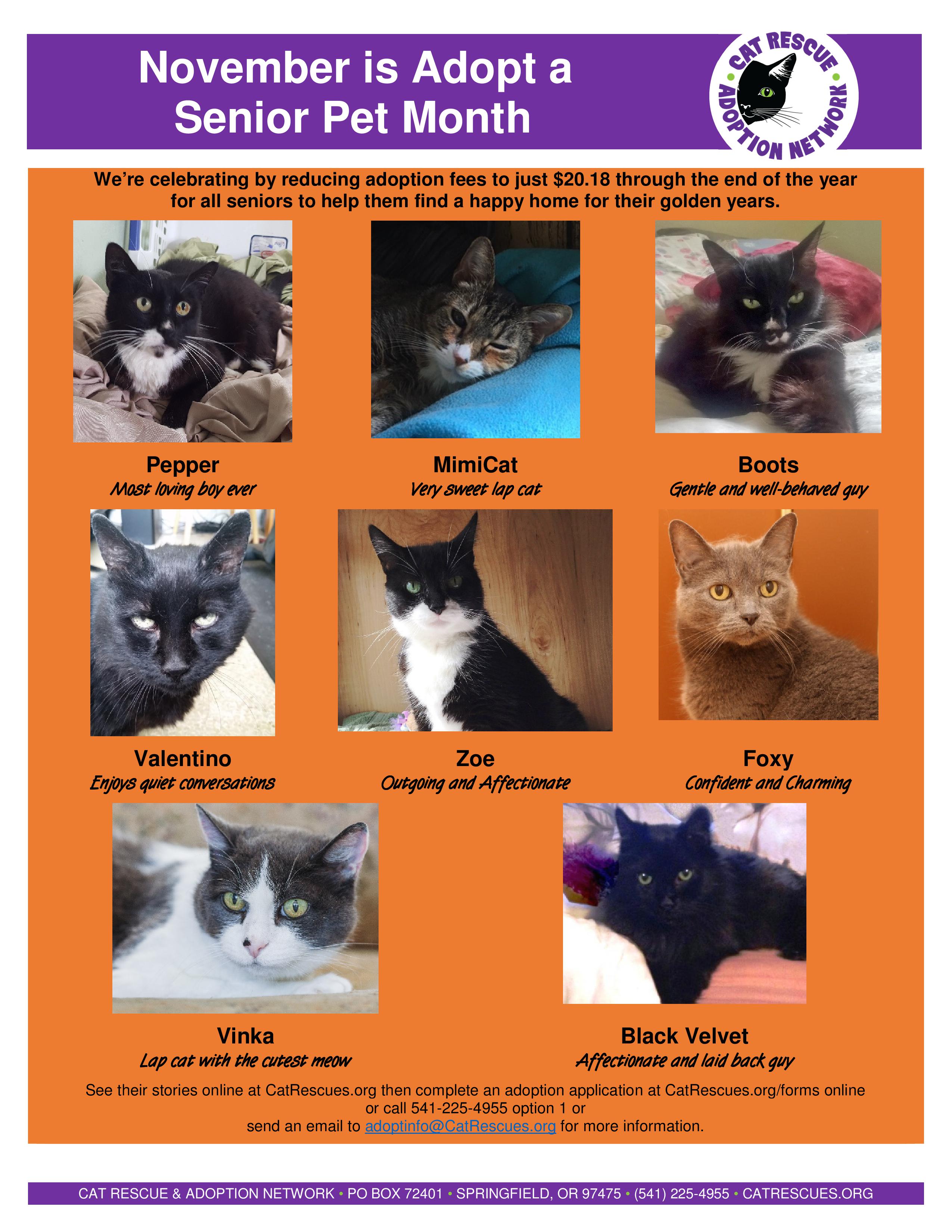 Cat Rescue and Adoption NetworkNovember is Adopt a Senior Pet Month Cat Rescue and Adoption