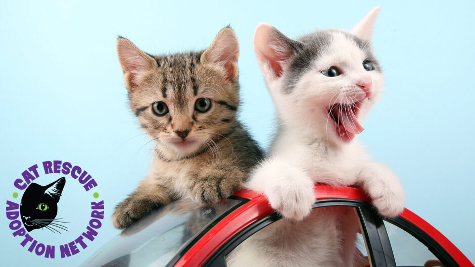 Cat Rescue and Adoption NetworkCars for Cats Cat Rescue and Adoption