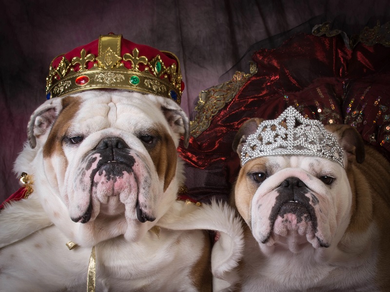 These royal pet portraits are really fun. If you’re looking to
