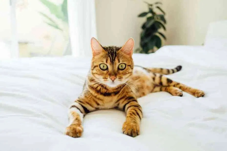Are Bengal cats high maintenance as pets? Cats Host