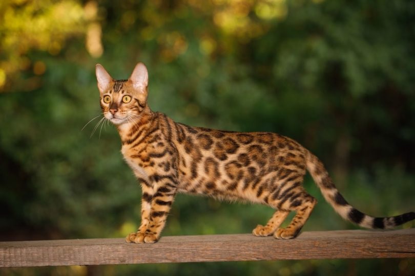 Important Things to Know about Bengal Kittens
