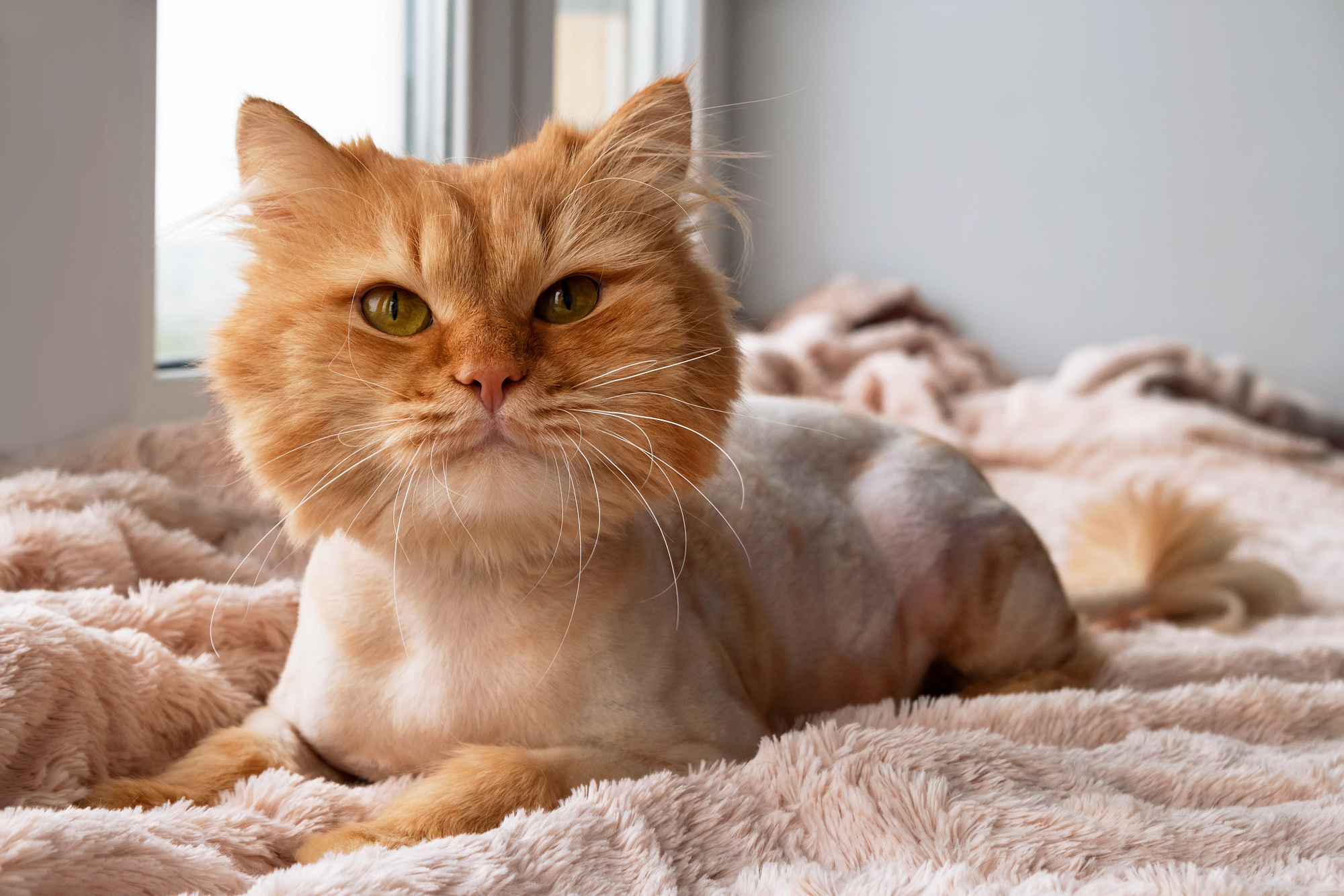 How Much Does Cat Grooming Cost on Average?
