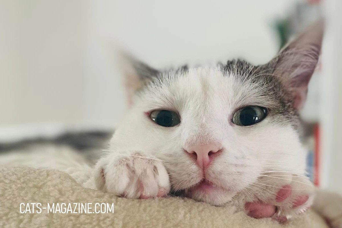 Itchy skin in cats How I Helped My Cat with Itchy Skin