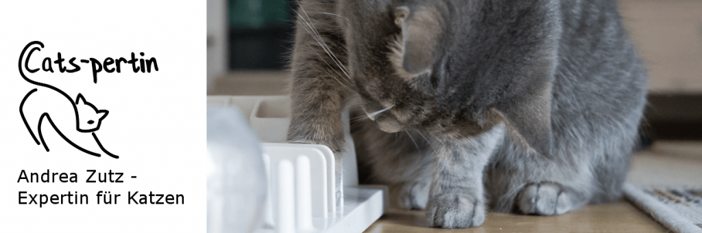 Verhaltensberatung Andrea Zutz Expertin für Katzen