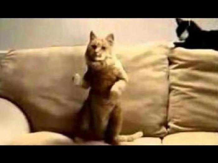 Dancing Cats Compilation Funny Cats Videos