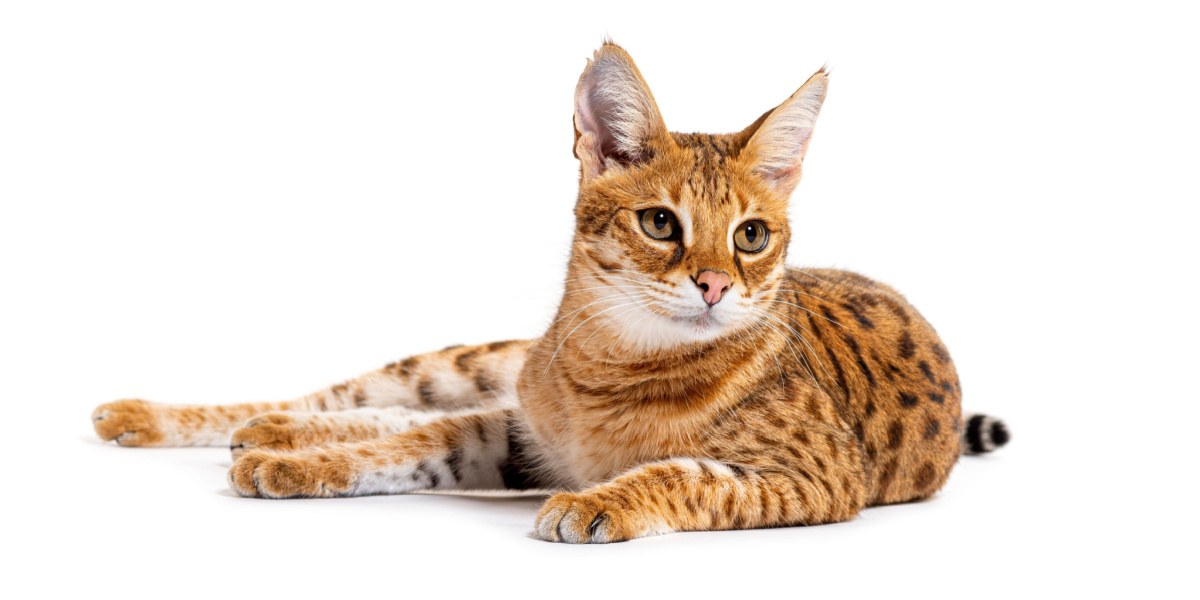 80 Unique Names for Savannah Cats (Male &amp; Female)