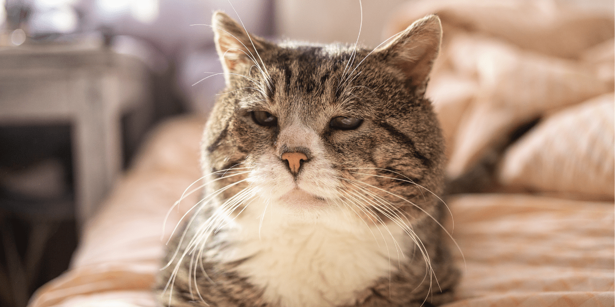 How to Cope With Losing a Cat