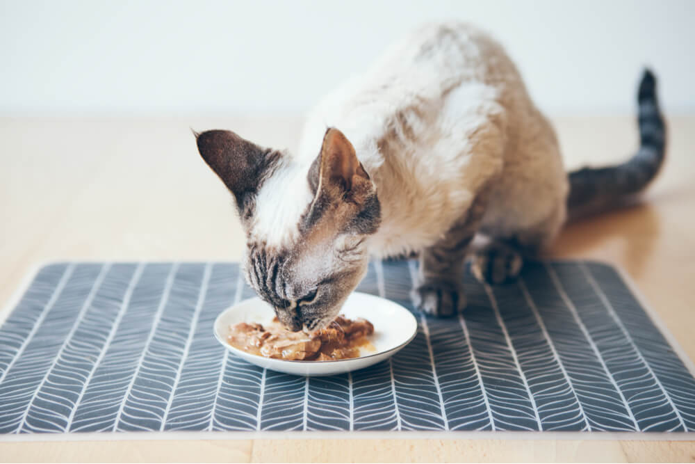 15 Human Foods That Are Poisonous & Toxic To Cats