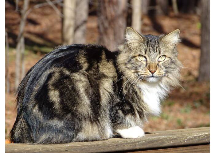 100 Amazing Names for American Bobtail