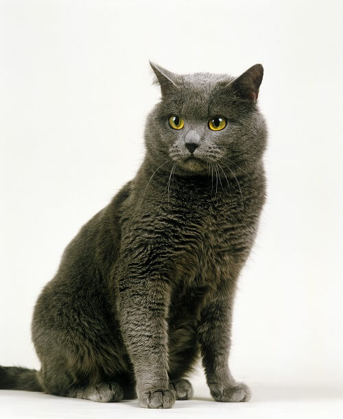 Chartreux Cat Breed Size, Appearance & Personality