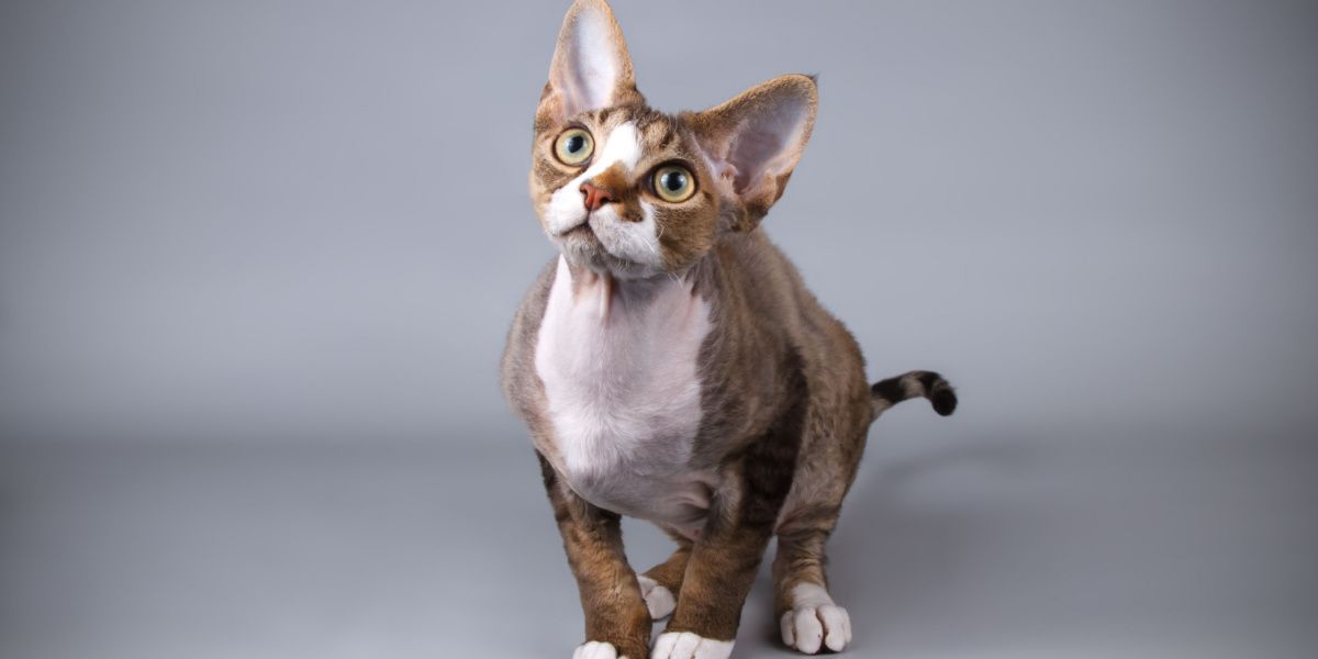Devon Rex Cat Breed Size, Appearance & Personality