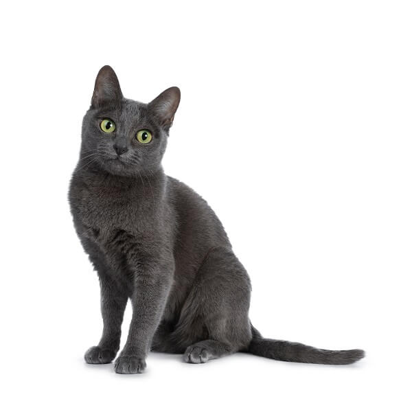 Korat Cat Breed Size, Appearance & Personality