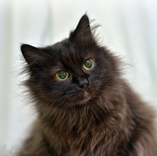 Chantilly / Tiffany Cat Breed Size, Appearance & Personality