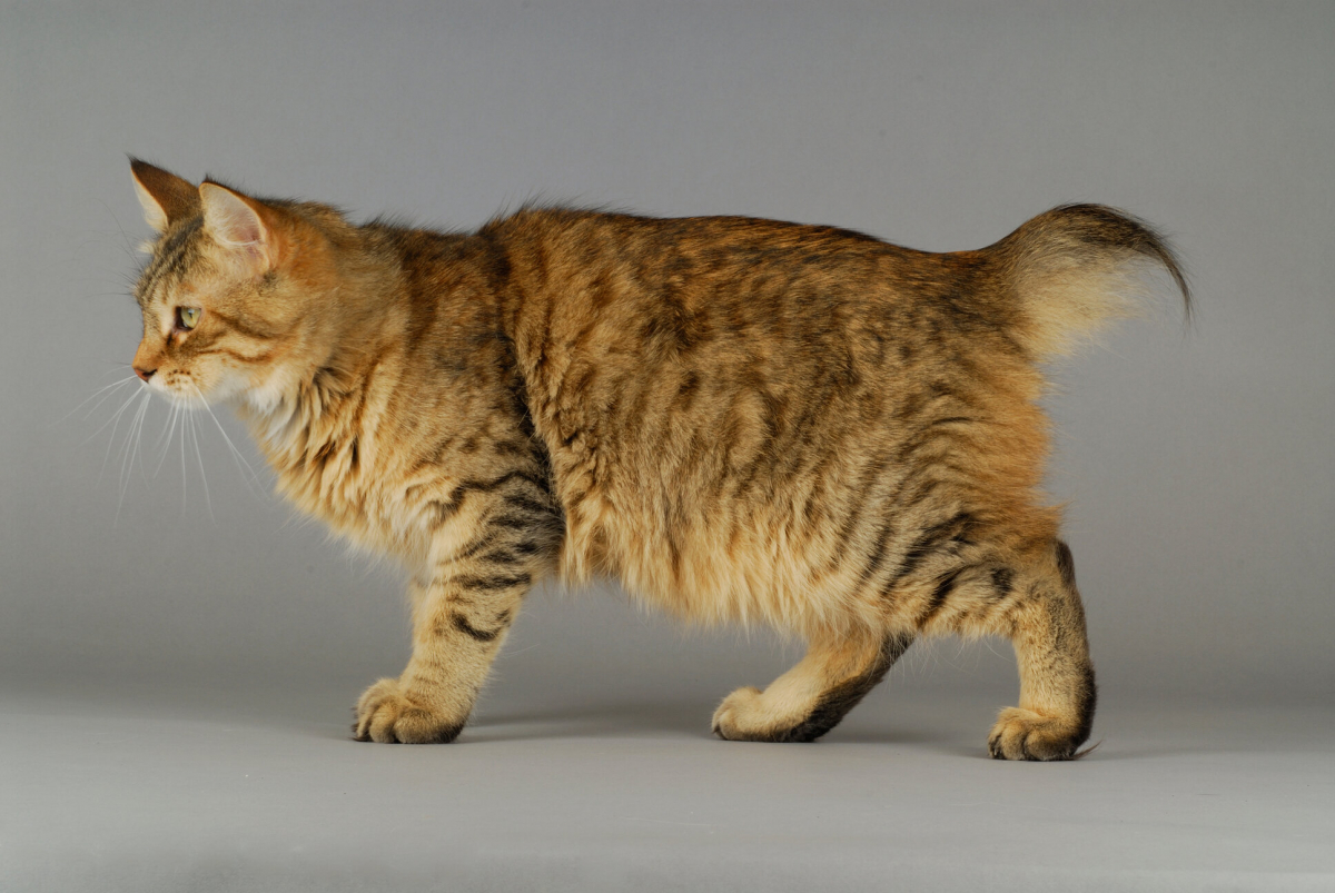 PixieBob Cat Breed Size, Appearance &amp; Personality