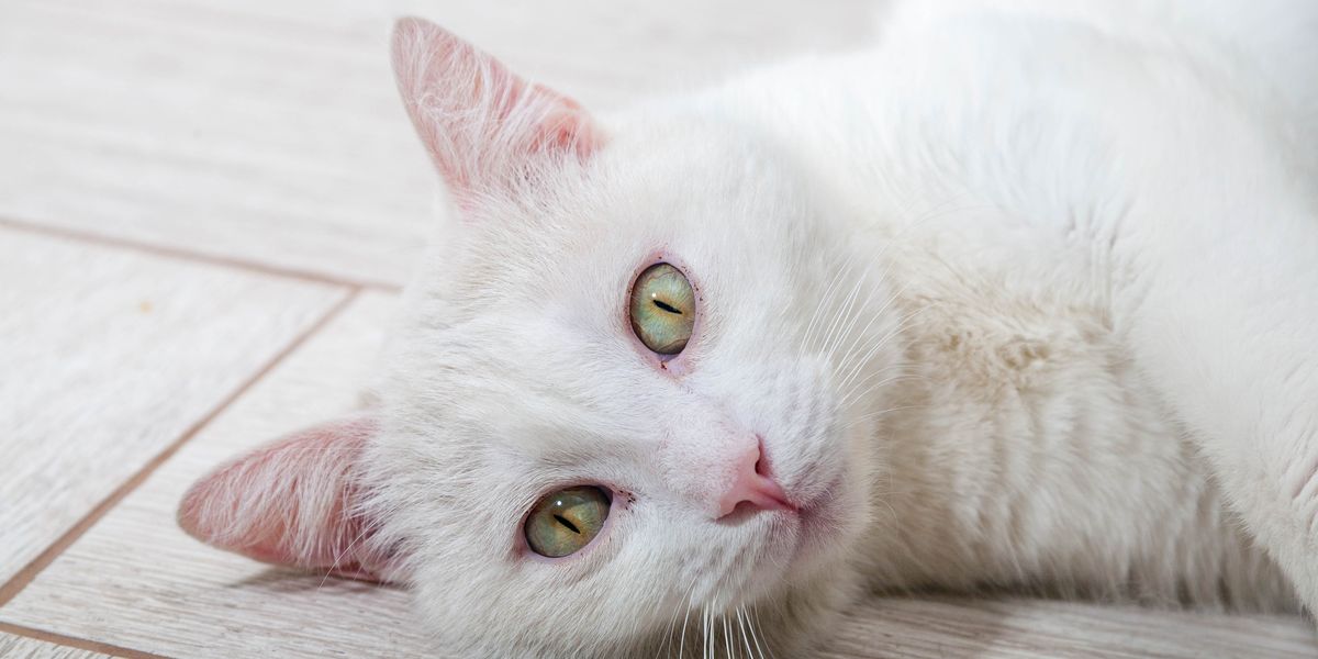 Russian White, Black, and Tabby Cat Breed Size, Appearance & Personality