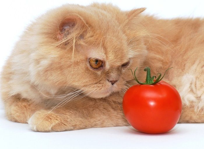 5 Vegetables Cats Can Eat (And 5 To Avoid!)