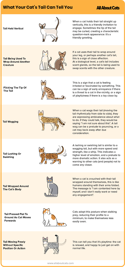 What Your Cat's Tail Can Tell You (DVM Dr. Pete Wedderburn)
