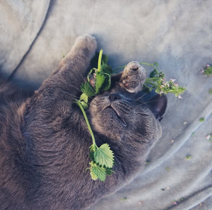 What Does Catnip Do To Cats & Why Cats Like It?