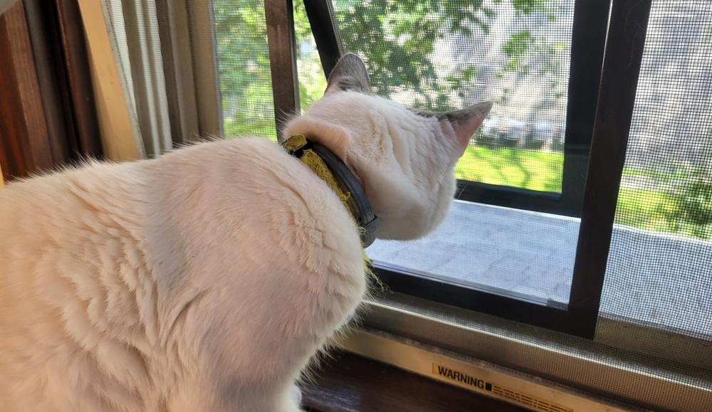 6 Best Cat Doors, Portals, Flaps and Electronic Doors