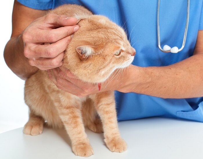 Ear Discharge in Cats Causes, Symptoms, & Treatment