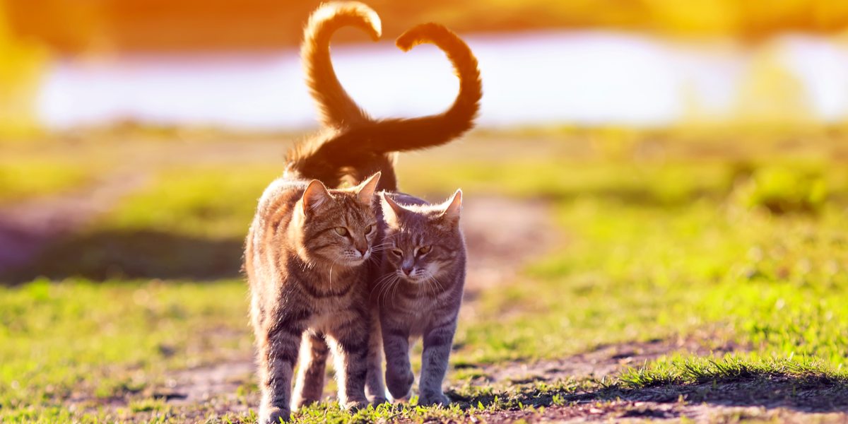 How To Help Cats Get Along?