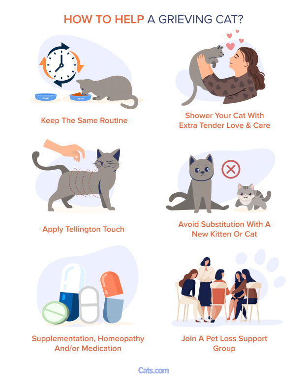 How To Help Cats Deal With Grief