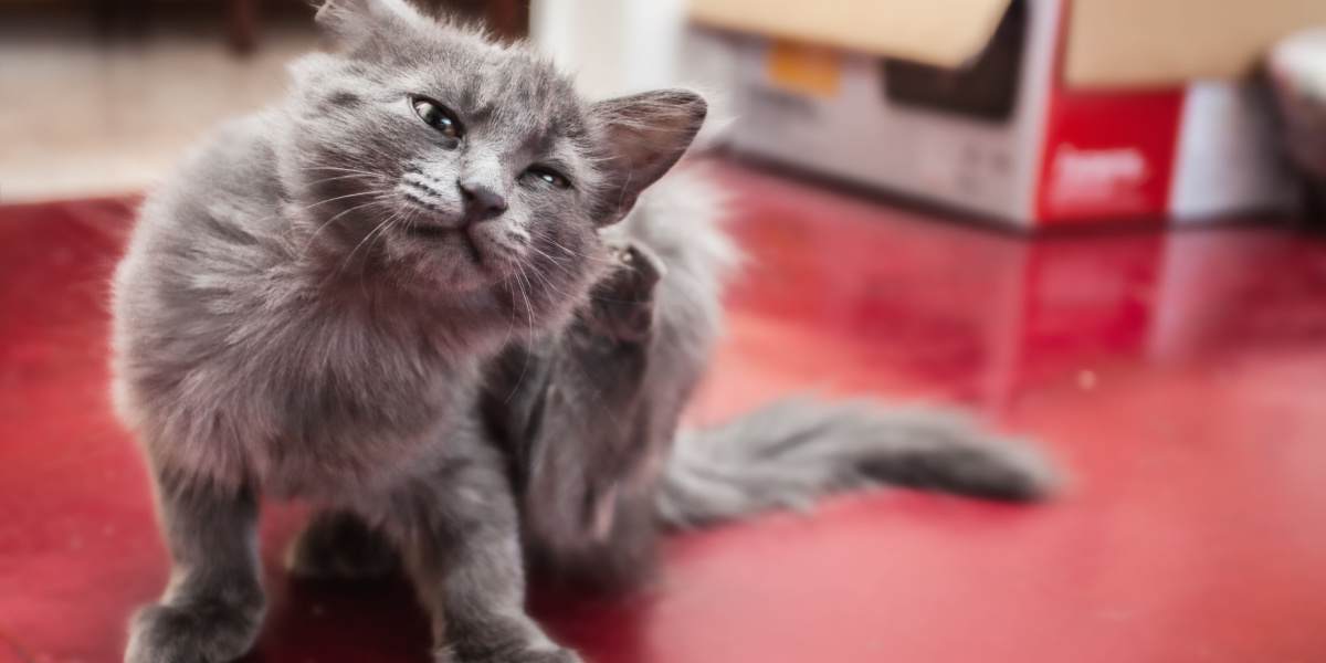 Bravecto for Cats Cost, Dosage, Safety & Side Effects